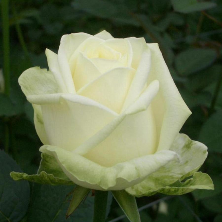 Роза чайно-гибридная ‘macho’