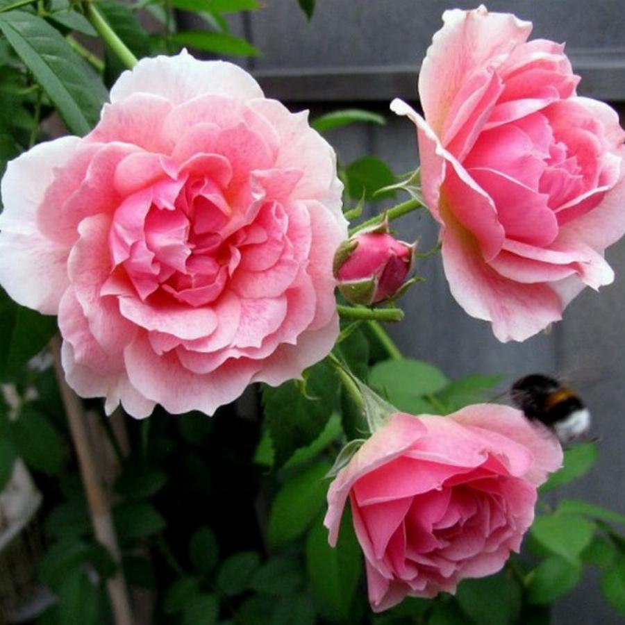Роза плетистая Кир Роял (Kir Royal)