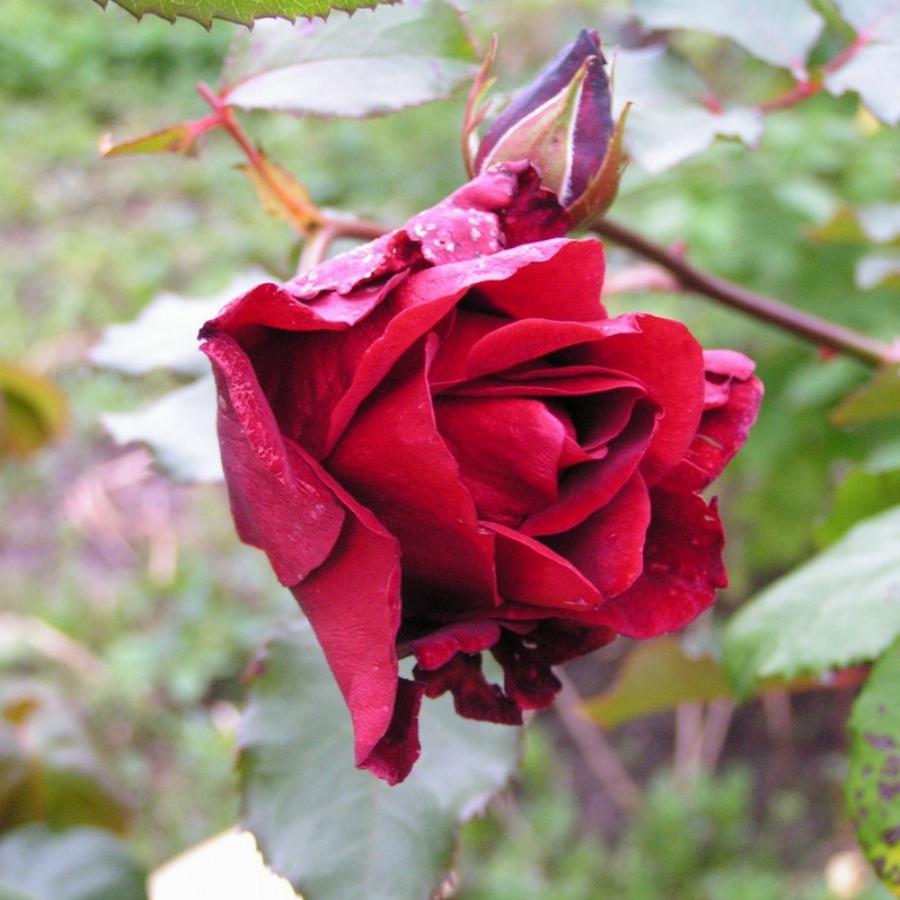 плетистая роза дон жуан фото