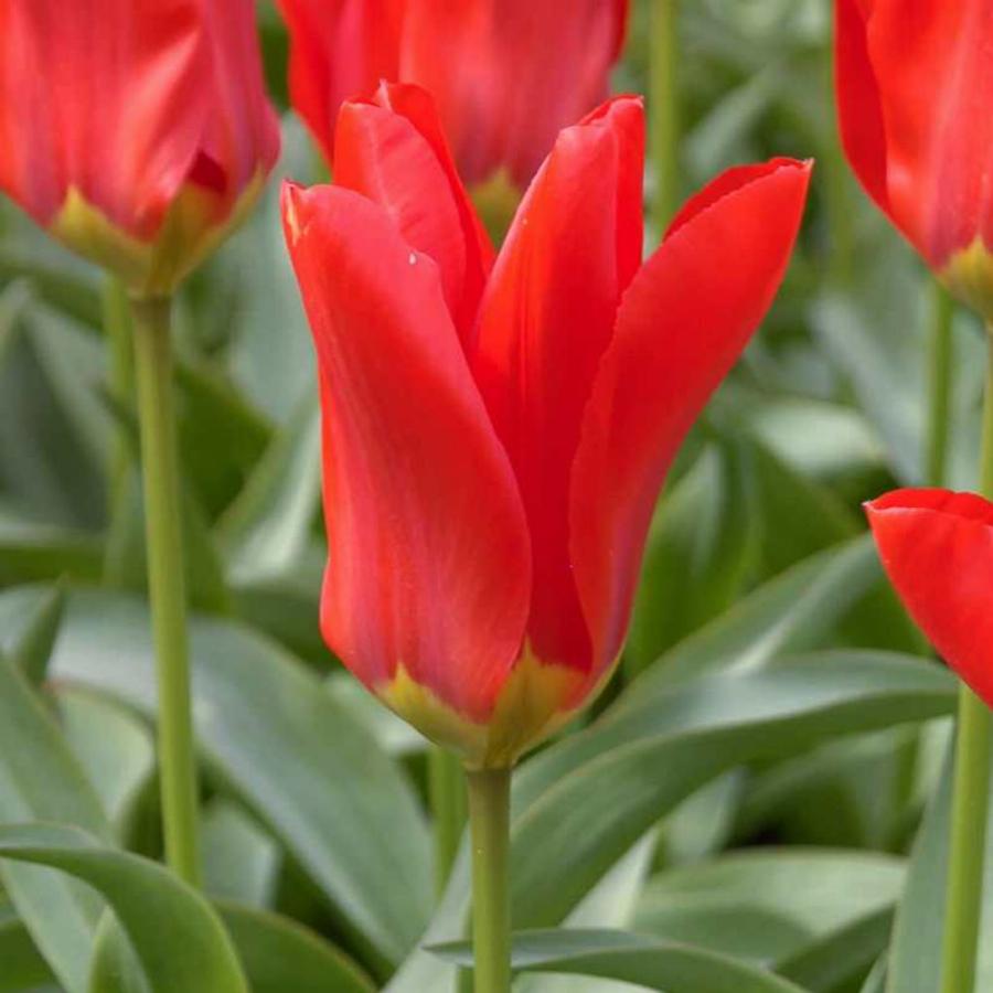 Тюльпаны Фостера Tulipa fosteriana